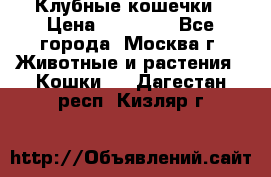 Клубные кошечки › Цена ­ 10 000 - Все города, Москва г. Животные и растения » Кошки   . Дагестан респ.,Кизляр г.